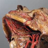 TOPOGRAPHISCHE ANATOMIE UND DRY NEEDLING AM MENSCHLICHEN PRÄPARAT